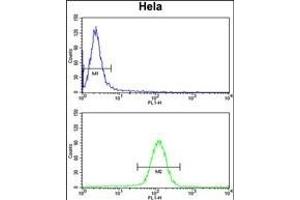UHRF1 Antibody (Center) (ABIN652792 and ABIN2842520) flow cytometry analysis of Hela cells (bottom histogram) compared to a negative control cell (top histogram). (UHRF1 anticorps  (AA 229-257))
