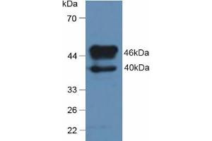 Western blot analysis of Rat Brain Tissue. (SERPINA7 anticorps  (AA 114-391))