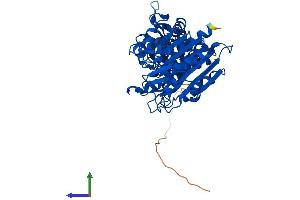 AlphaFold protein structure predicition of Mouse Recombinant Lap3 Protein, UniprotID Q9CPY7