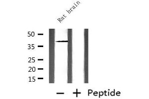 Western blot analysis of extracts from rat brain, using CD244 Antibody.