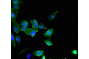 Immunofluorescent analysis of U251 cells using ABIN7170444 at dilution of 1:100 and Alexa Fluor 488-congugated AffiniPure Goat Anti-Rabbit IgG(H+L) (C21ORF56 anticorps  (AA 1-186))