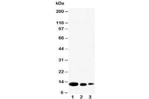 Western blot testing of CXCL9 antibody and Lane 1:  recombinant human protein 10ng (CXCL9 anticorps  (N-Term))