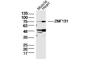 Lane 1: Mouse Muscle lysates Lane 2: Mouse Heart lysates probed with ZNF131 Polyclonal Antibody, Unconjugated  at 1:300 dilution and 4˚C overnight incubation. (ZNF131 anticorps  (AA 351-460))