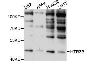Western blot analysis of extracts of various cell lines, using HTR3B antibody (ABIN4903988) at 1:1000 dilution. (Serotonin Receptor 3B anticorps)