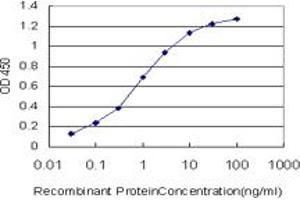 Detection limit for recombinant GST tagged MYBL2 is approximately 0. (MYBL2 anticorps  (AA 601-700))