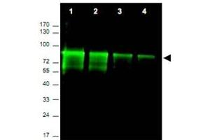 Western blot using Mre11a polyclonal antibody  shows detection of a band ~ 80 KDa corresponding to mouse Mre11a (arrowhead). (Mre11 anticorps  (AA 68-706))