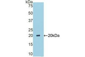 Western blot analysis of recombinant Mouse CA6.