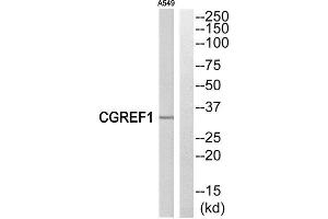 Western Blotting (WB) image for anti-Cell Growth Regulator with EF-Hand Domain 1 (CGREF1) (C-Term) antibody (ABIN1851048) (CGREF1 anticorps  (C-Term))