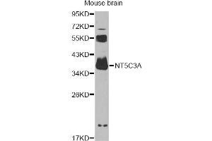 Western blot analysis of extracts of mouse brain, using NT5C3A antibody (ABIN6294220) at 1:1000 dilution. (NT5C3 anticorps)