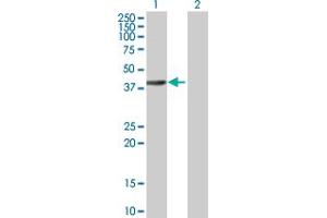 Western Blot analysis of ELMOD3 expression in transfected 293T cell line by ELMOD3 MaxPab polyclonal antibody. (ELMOD3 anticorps  (AA 1-391))
