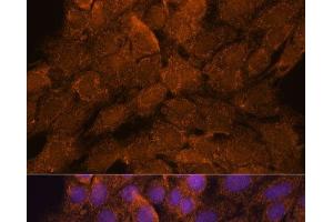 Immunofluorescence analysis of C6 cells using TNFAIP8L2 Polyclonal Antibody at dilution of 1:100. (TNFAIP8L2 anticorps)
