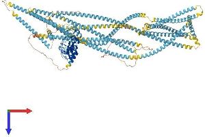 Uveal Autoantigen With Coiled Coil Domains And Ankyrin Repeats (UACA) (AA 1-1416) protein (His tag)
