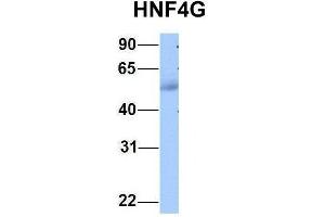 Host:  Rabbit  Target Name:  HNF4G  Sample Type:  Human Adult Placenta  Antibody Dilution:  1. (HNF4 gamma anticorps  (C-Term))