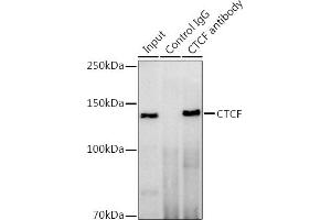 Immunoprecipitation analysis of 300 μg extracts of HeLa cells using 3 μg CTCF antibody (ABIN3021506, ABIN3021507, ABIN3021508 and ABIN6215164).