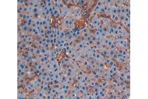 Used in DAB staining on fromalin fixed paraffin- embedded liver tissue (CD236/GYPC anticorps  (AA 1-95))