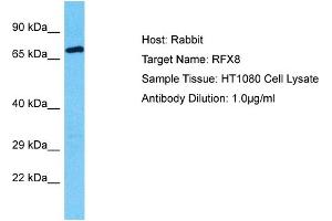 Host: Rabbit Target Name: RFX8 Sample Tissue: Human HT1080 Whole Cell Antibody Dilution: 1ug/ml (RFX8 anticorps  (C-Term))