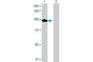 Western Blot analysis of PDE8A expression in transfected 293T cell line by PDE8A MaxPab polyclonal antibody. (PDE8A anticorps  (AA 1-829))