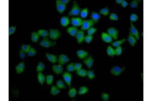 Immunofluorescence staining of Hela cells with ABIN7148577 at 1:100, counter-stained with DAPI. (Cornifelin (CNFN) (AA 1-112) anticorps)