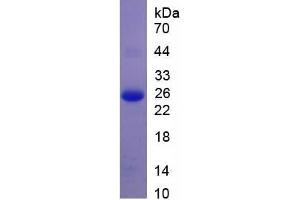 SDS-PAGE of Protein Standard from the Kit  (Highly purified E. (APOB Kit ELISA)