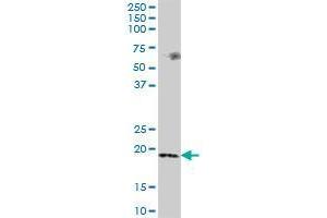 MSRB3 MaxPab polyclonal antibody.