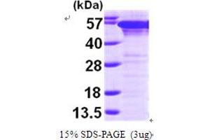 Prolyl 4-Hydroxylase, beta Polypeptide (P4HB) (AA 18-508) protein (His tag)