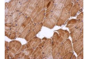 IHC-P Image Immunohistochemical analysis of paraffin-embedded mouse muscle, using HSF2BP, antibody at 1:500 dilution.