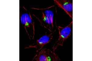 Fluorescent image of Hela cell stained with PTGS1 Antibody . (PTGS1 anticorps  (C-Term))