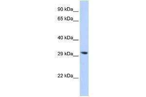 Western Blotting (WB) image for anti-Lysophospholipase II (LYPLA2) antibody (ABIN2460084) (LYPLA2 anticorps)