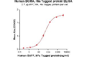 ELISA plate pre-coated by 2 μg/mL (100 μL/well) Human BAFF, hFc tagged protein ABIN6961113, ABIN7042255 and ABIN7042256 can bind Human BCMA, His tagged protein (ABIN6964104, ABIN7042463 and ABIN7042464) in a linear range of 1.