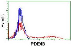 HEK293T cells transfected with either RC211956 overexpress plasmid (Red) or empty vector control plasmid (Blue) were immunostained by anti-PDE4B antibody (ABIN2454985), and then analyzed by flow cytometry. (PDE4B anticorps)