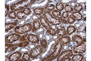 IHC-P Image ACADM antibody detects ACADM protein at mitochondria in mouse kidney by immunohistochemical analysis. (Medium-Chain Specific Acyl-CoA Dehydrogenase, Mitochondrial (MCAD) (N-Term) anticorps)