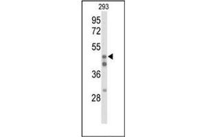 Western blot analysis of HNF4 alpha / TCF14 Antibody (N-term) in 293 cell line lysates (35ug/lane).