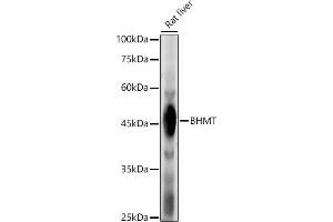 Western blot analysis of extracts of Rat liver, using BHMT Rabbit pAb antibody (ABIN3021749, ABIN3021750, ABIN3021751 and ABIN6215748) at 1:500 dilution.