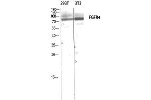 Western Blot (WB) analysis of 293T 3T3 lysis using FGFR4 antibody.