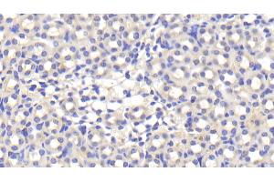 Detection of APOE in Mouse Kidney Tissue using Polyclonal Antibody to Apolipoprotein E (APOE)