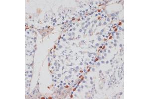 Immunohistochemistry of paraffin-embedded mouse testis using HT antibody (ABIN7267756) at dilution of 1:100 (40x lens). (HTATSF1 anticorps  (AA 1-180))