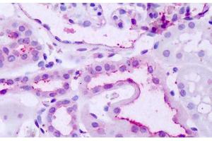 Anti-GPR137B antibody IHC staining of human kidney. (GPR137B anticorps  (C-Term))