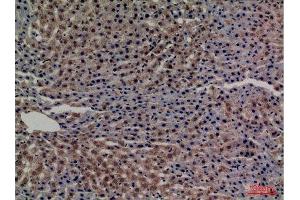 Immunohistochemistry (IHC) analysis of paraffin-embedded Rat Liver, antibody was diluted at 1:100. (Transferrin anticorps  (C-Term))