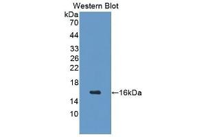 Western Blotting (WB) image for anti-Growth Hormone Releasing Hormone (GHRH) (AA 20-97) antibody (ABIN1077698) (GHRH anticorps  (AA 20-97))