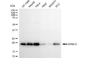 Western blotting analysis using DIABLO antibody (ABIN7800283).