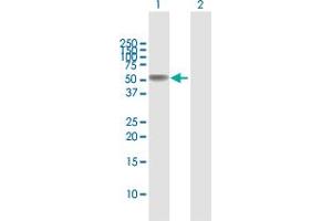 Western Blot analysis of TNFRSF11B expression in transfected 293T cell line by TNFRSF11B MaxPab polyclonal antibody.