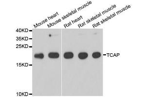 Western blot analysis of extracts of various cell lines, using TCAP antibody. (TCAP anticorps  (AA 1-167))