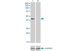 Western blot analysis of GPR175 over-expressed 293 cell line, cotransfected with GPR175 Validated Chimera RNAi (Lane 2) or non-transfected control (Lane 1). (GPR175 anticorps  (AA 281-371))