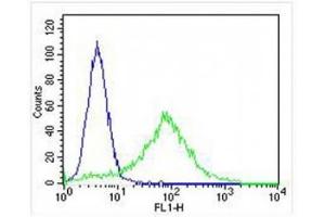 FACS testing of fixed and permeabilized human HeLa cells with Cytokeratin-18 antibody (green) at 1:25 and negative control (blue).