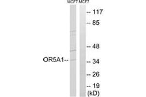 Western blot analysis of extracts from MCF-7 cells, using OR5A1 Antibody. (OR5A1 anticorps  (AA 240-289))