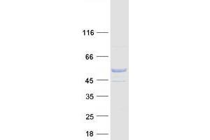 Validation with Western Blot