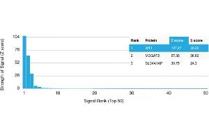 Analysis of Protein Array containing more than 19,000 full-length human proteins using Wilm's Tumor Mouse Recombinant Monoclonal Antibody (rWT1/857).