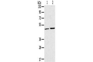 Western Blotting (WB) image for anti-Ras-Related GTP Binding C (RRAGC) antibody (ABIN2430777) (GTR2 anticorps)
