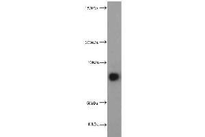 Western Blotting (WB) image for anti-Hepatic and Glial Cell Adhesion Molecule (HEPACAM) antibody (ABIN2932707) (HEPACAM anticorps)