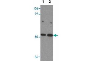 Western blot analysis of BANP in mouse kidney tissue lysate with BANP polyclonal antibody  at (1) 1 and (2) 2 ug/mL. (BANP anticorps  (Internal Region))